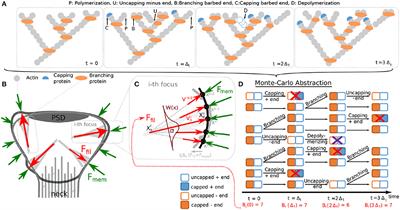 Modeling the Shape of Synaptic Spines by Their Actin Dynamics